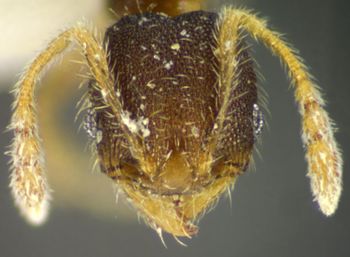 Media type: image;   Entomology 34228 Aspect: head frontal view